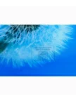 Весы напольные CENTEK CT-2421 (Весенние цветы) 3